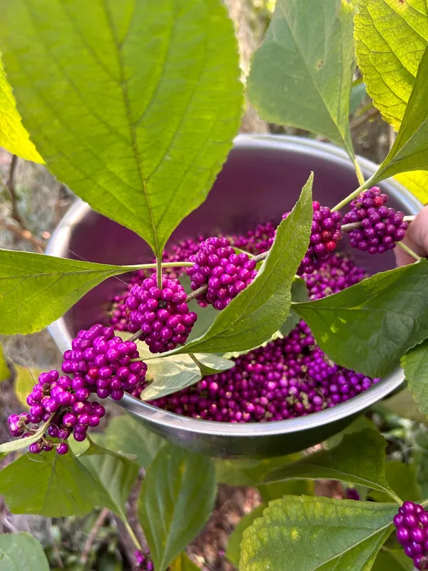Japanese_Beautyberry_Frout_Plant_(1.5-3_Feet_Pack_Of_-1_)