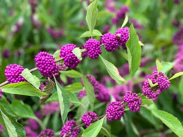 Japanese_Beautyberry_Frout_Plant_(1.5-3_Feet_Pack_Of_-1_)