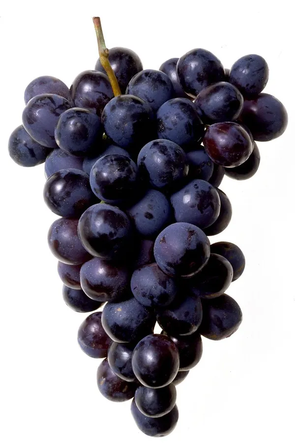 Thai_Verity_Black_Grapes_Plant_(Pack_Of_1)