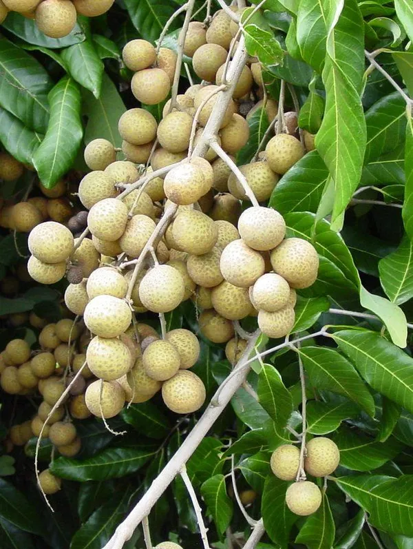 Longon_Hybrid_Fruit_Grafting_Plant