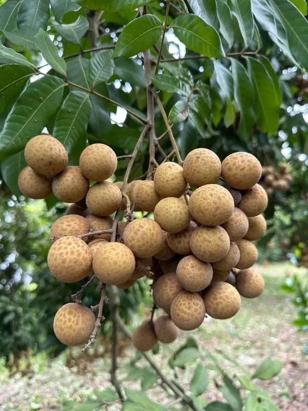 Longon_Hybrid_Fruit_Grafting_Plant