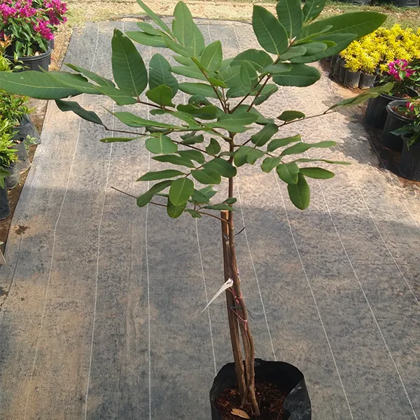 Longon_Hybrid_Fruit_Grafting_Plant