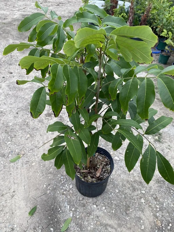Longon_Hybrid_Fruit_Grafting_Plant