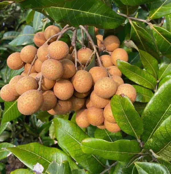 Longon_Hybrid_Fruit_Grafting_Plant