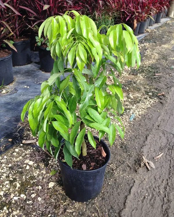Longon_Hybrid_Grafted_Plant