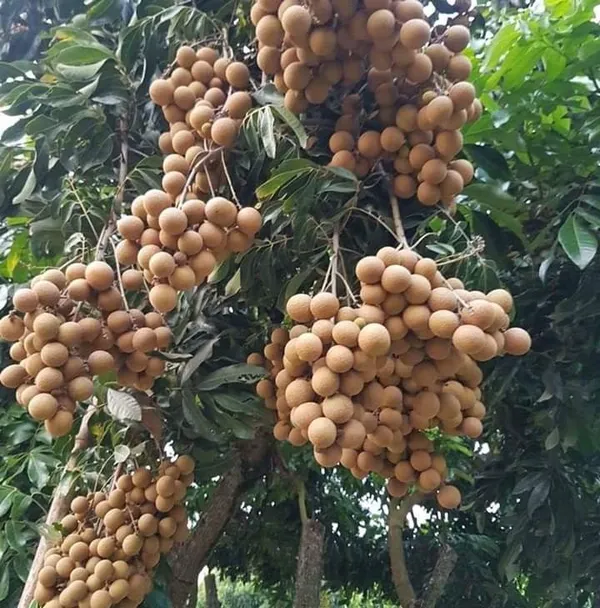 Longon_Hybrid_Grafted_Plant
