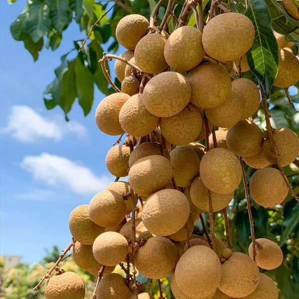 Longon_Hybrid_Grafted_Plant