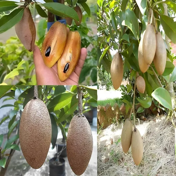 Thai_Chiku_Plant_(1.5-3_Feet_Height_Pack_Of_1)