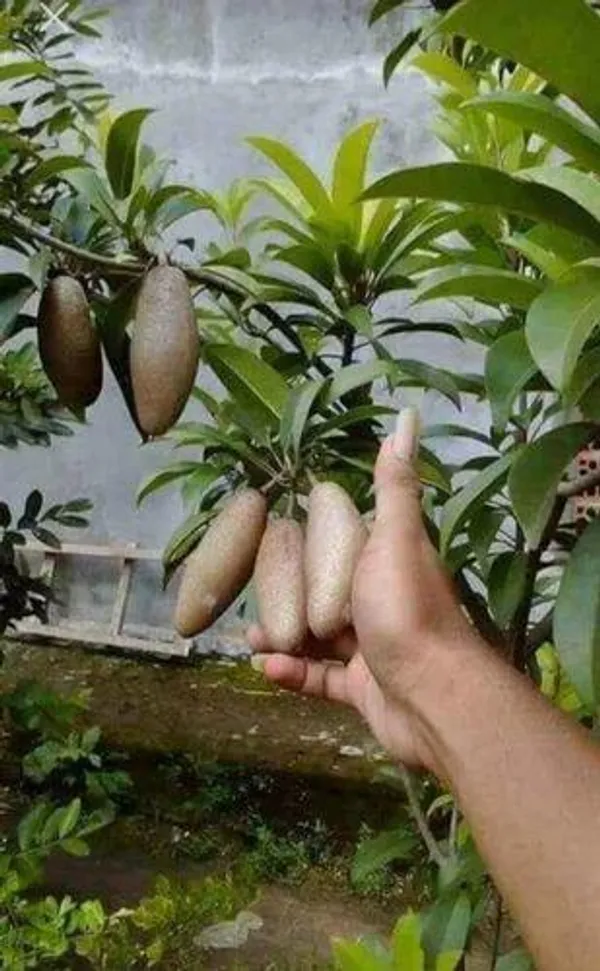 Thai_Chiku_Plant_(1.5-3_Feet_Height_Pack_Of_1)