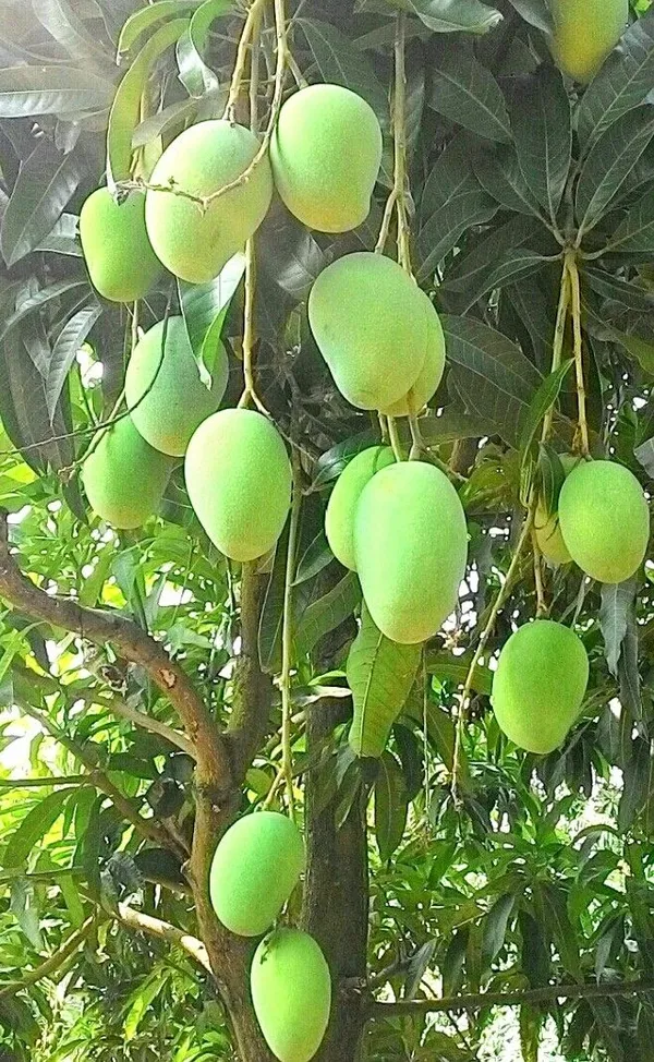 Mango_Hybrid_Plant_Grafting_1