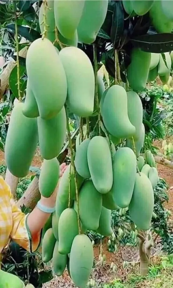 Mango_Hybrid_Plant_Grafting_1
