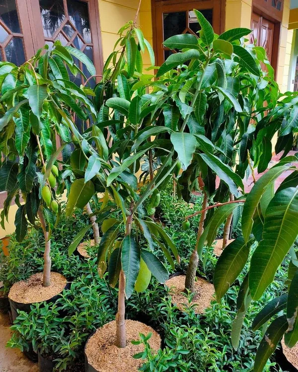 Mango_Hybrid_Plant_Grafting_1