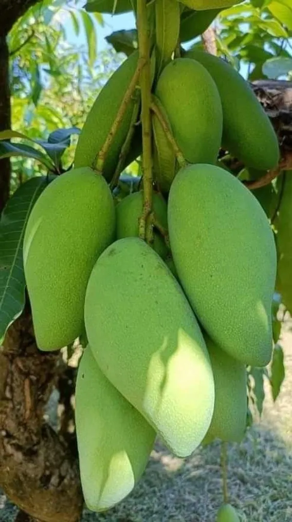 Mango_Hybrid_Plant_Grafting_1