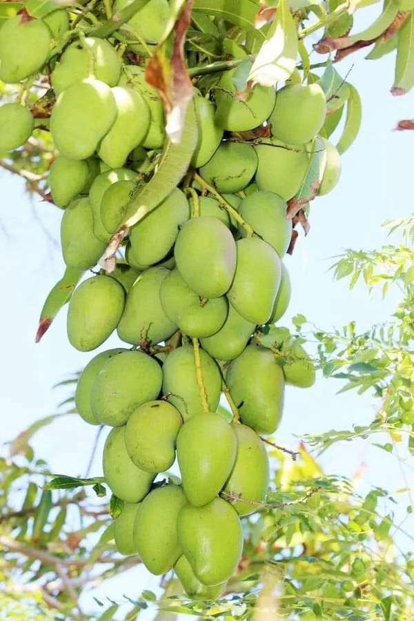 Mango_Hybrid_Plant_Grafting