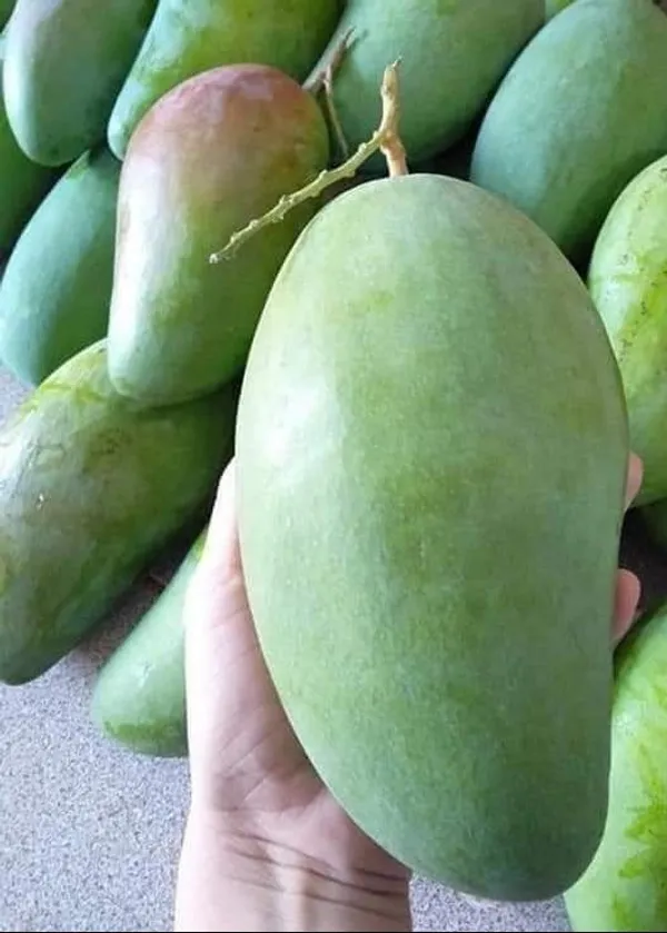 Mango_Hybrid_Plant_Grafting