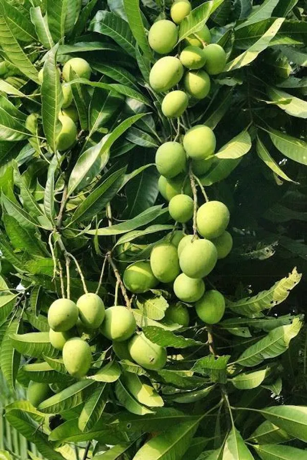 Mango_Hybrid_Plant_Grafting