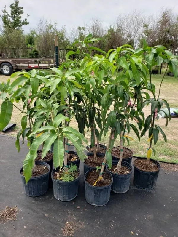 Mango_Hybrid_Plant_Grafting