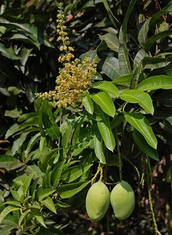 Mango_Hybrid_Plant_Grafting