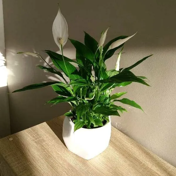 Peace_Lily_Plant_pack_2