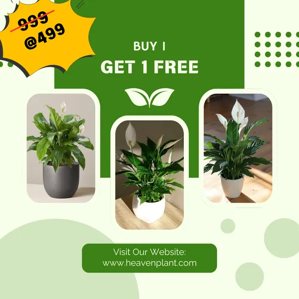 Peace_Lily_Plant_pack_2