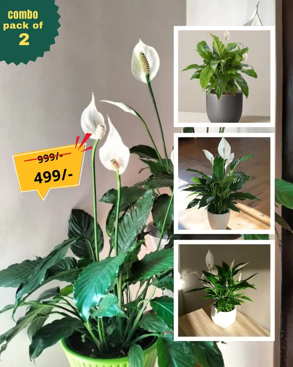 Peace_Lily_pack_of_2