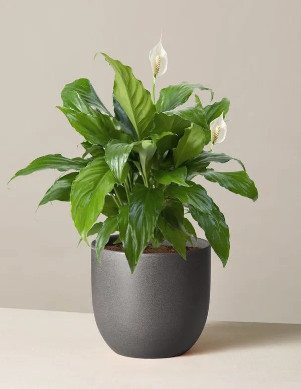 Peace_Lily_pack_of_2