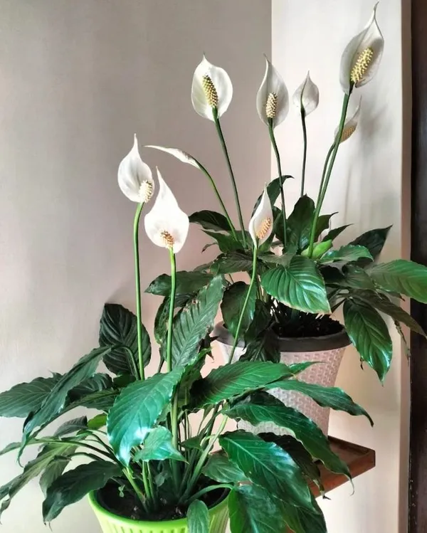 Peace_Lily_pack_of_2