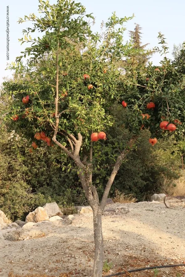 Pomegranate_Hybrid_Plant_IGrafted_Plant