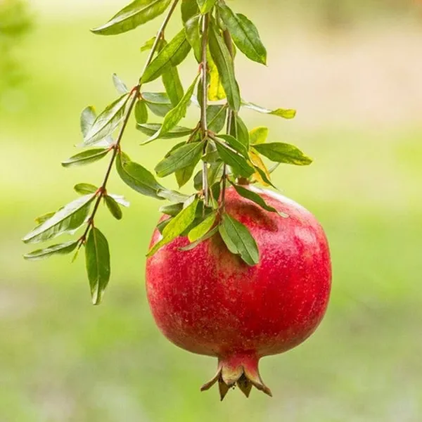 Pomegranate_Hybrid_Plant_I_Grafted_Plant_(1.5-2_Feet_Height_Pack_Of_1)