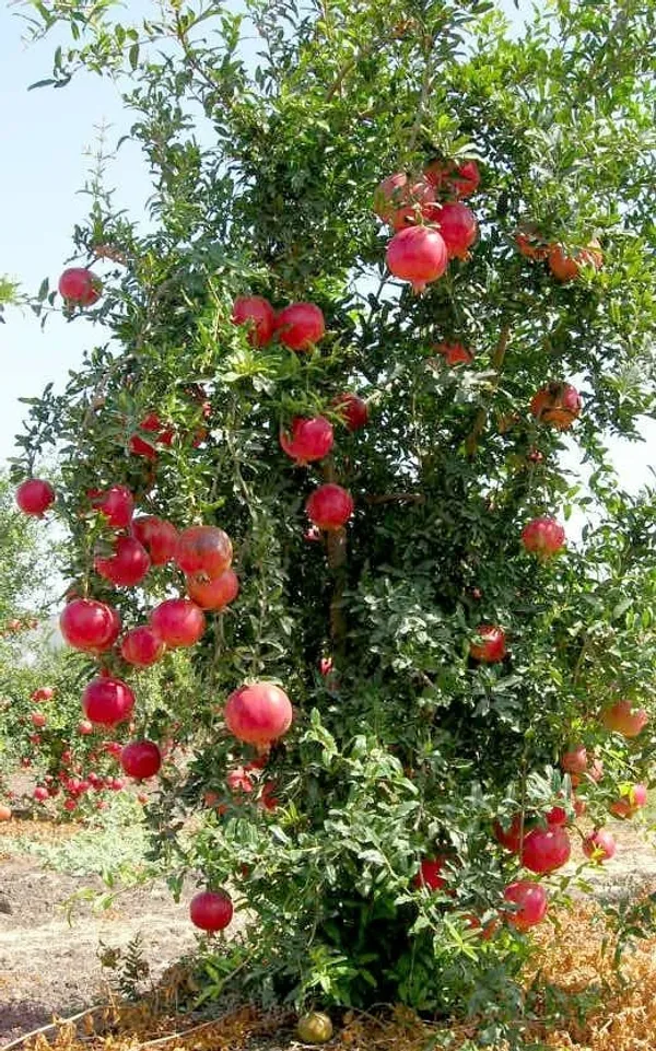 Pomegranate_Hybrid_Plant_I_Grafted_Plant_(1.5-2_Feet_Height_Pack_Of_1)