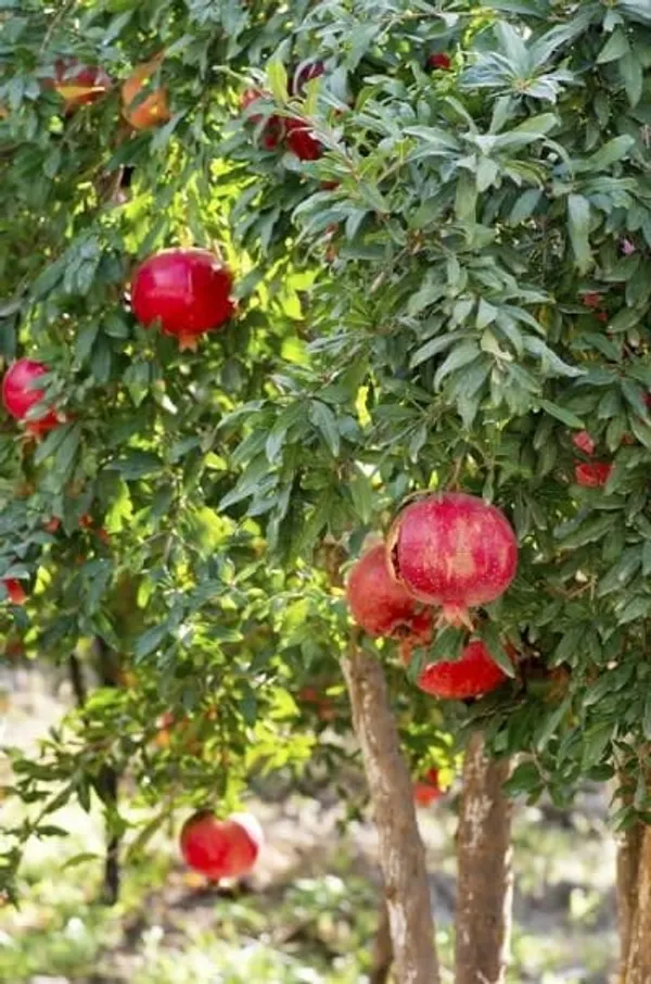 Pomegranate_Hybrid_Plant_I_Grafted_Plant_(1.5-2_Feet_Height_Pack_Of_1)