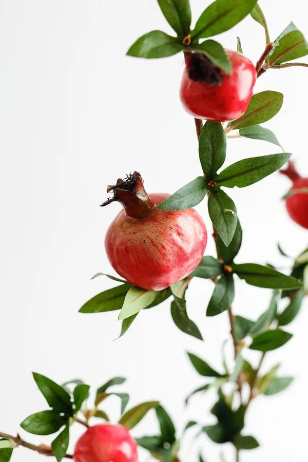 Pomegranate_Hybrid_Plant_IGrafted_Plant