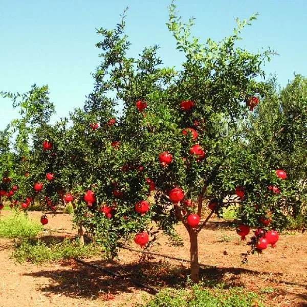 Pomegranate_Hybrid_Plant_I_Grafted_Plant_(Pack_Of_1)