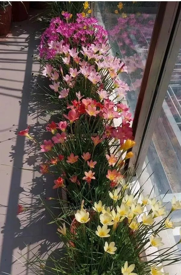 Rain_Lily_Premium_Flower_Bulbs__(All_Mixed_Colour)