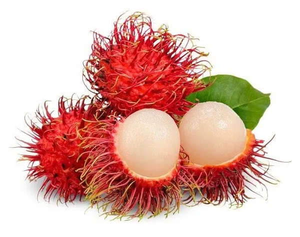 Rambutan_Hybrid_Fruit_Plant_I_Grafted_Plant_(1.5-2_Feet_Height_Pack_Of_1)