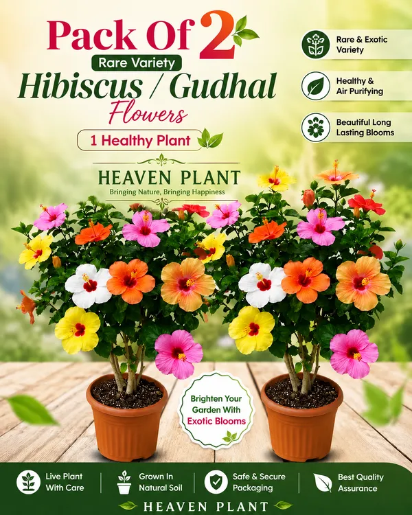 Rare-Varitey-Hibiscus-Gudhal_Flowers_(Pack-Of-2)