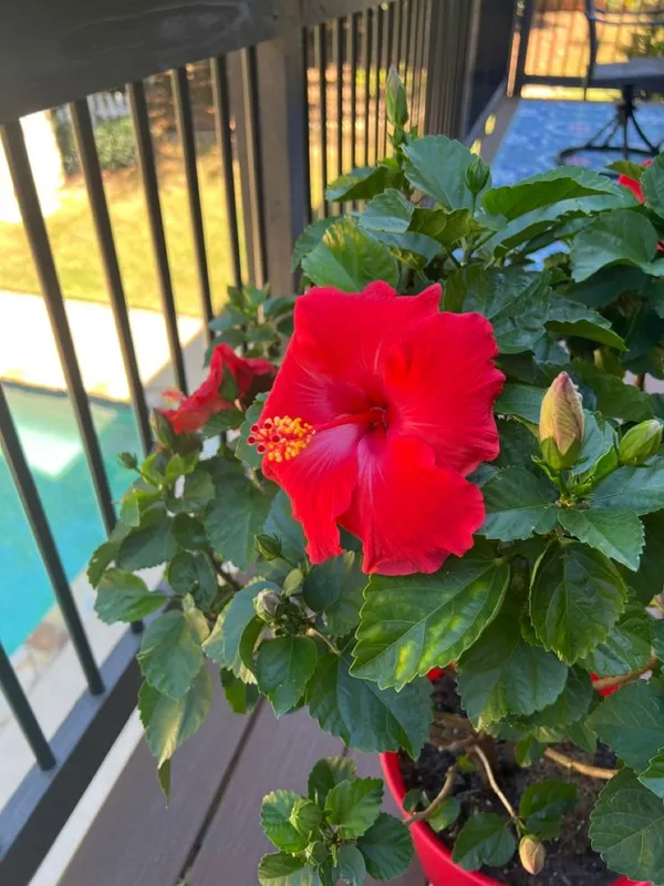 Red_Hibiscus_Live_Flower_Plant_(1.5-3_Hight/Pack_Of-1_)