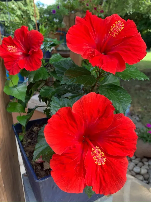 Red_Hibiscus_Live_Flower_Plant_(1.5-3_Hight/Pack_Of-1_)