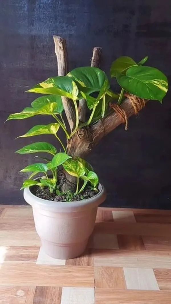 Satin_Money_Plant