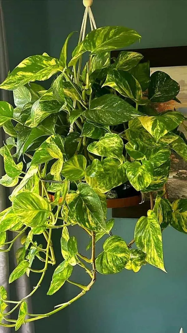 Satin_Money_Plant