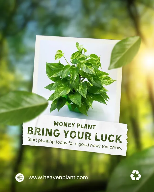 Satin_Money_Plant