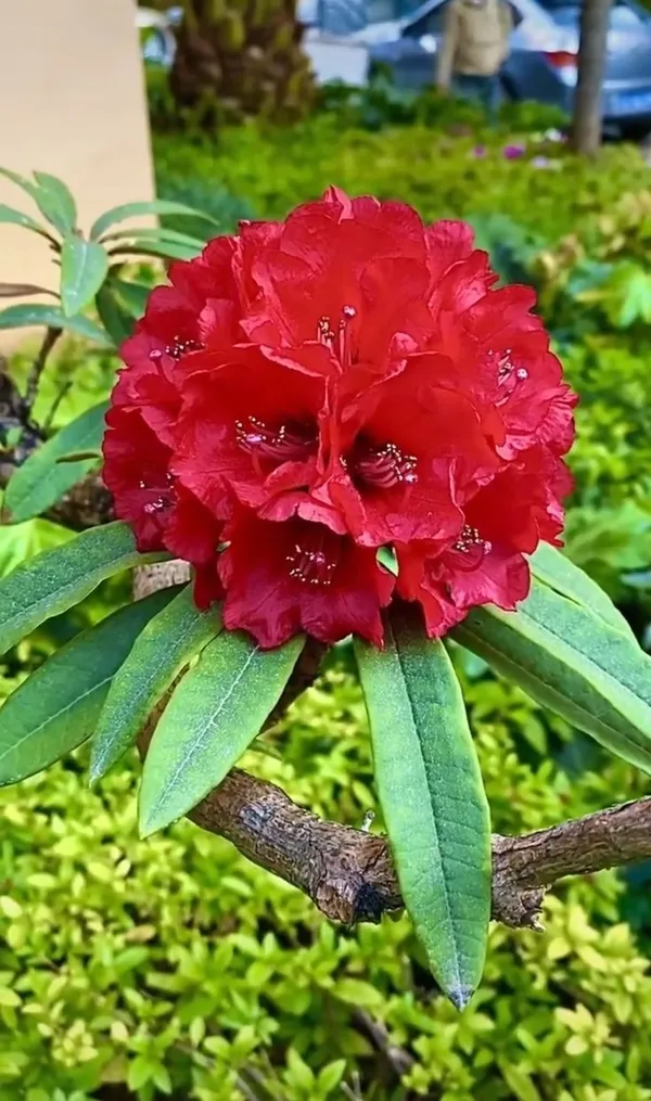 Scarlet_Flame_Bean_Flower_Plant(1.5-3_Feet_Pack_Of-1)