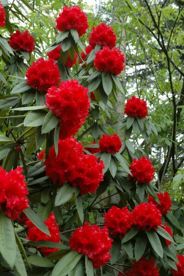 Scarlet_Flame_Bean_Flower_Plant(1.5-3_Feet_Pack_Of-1)
