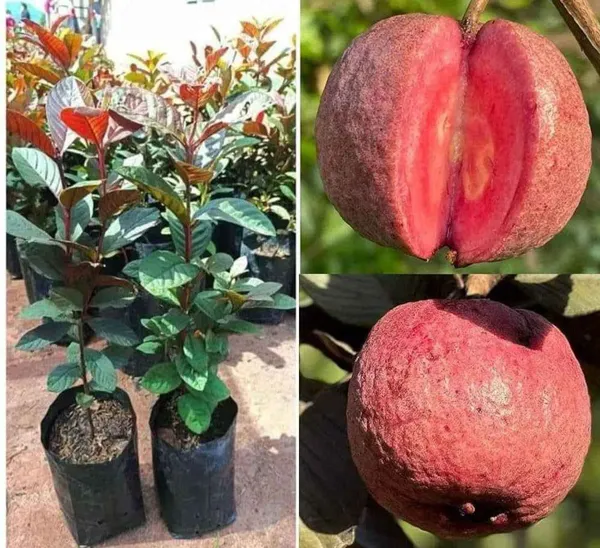 Red_Malaysian_Guava_Plant_(1.5-2_Feet_Height_Pack_Of_1)