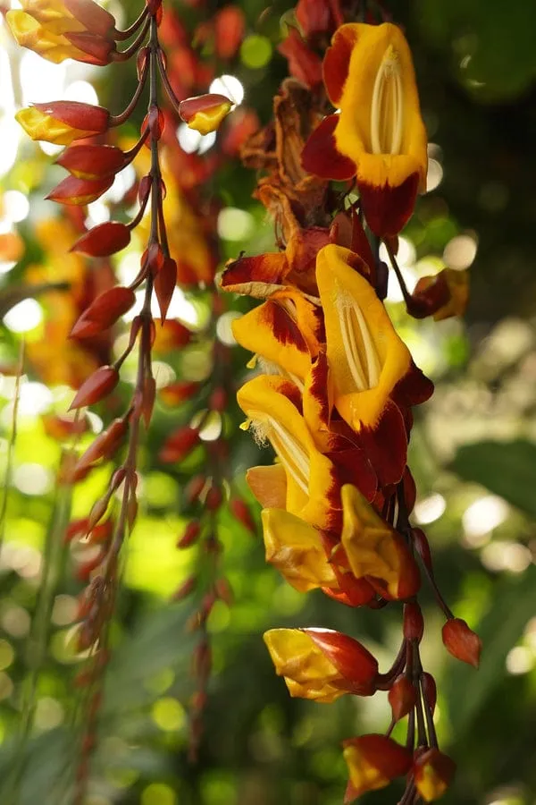 Thunbergia_Mysorensis_(Lady_Slipper_Vine_Flower_Plant_pack_of_-1_)/1.5-3_Feet