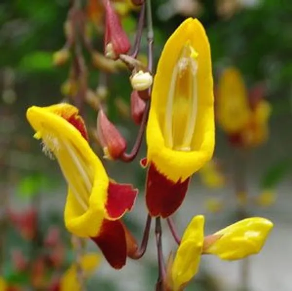 Thunbergia_Mysorensis_(Lady_Slipper_Vine_Flower_Plant_pack_of_-1_)/1.5-3_Feet