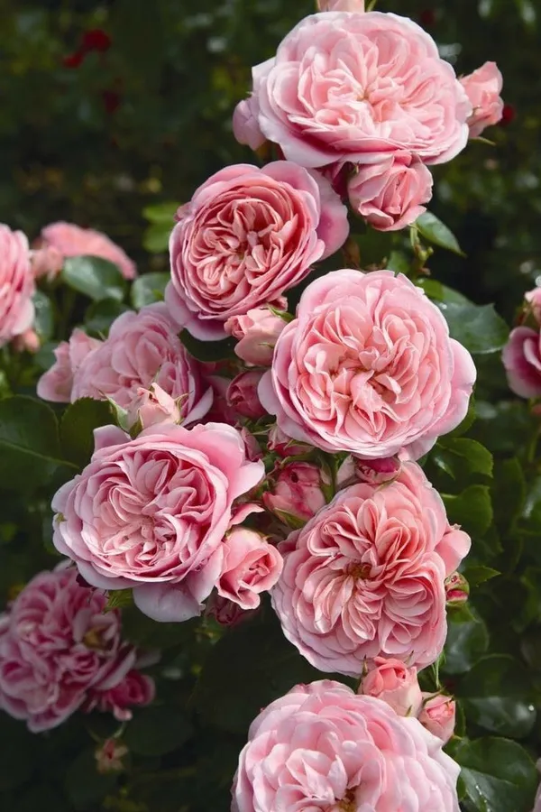 Unique_Rose_Combo_Pack_Of_4