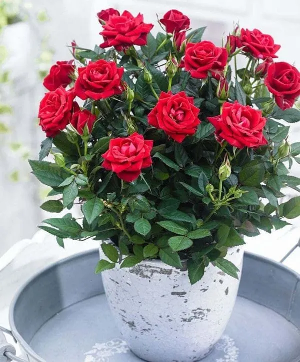 Unique_Rose_Combo_Pack_Of_4_🌹🌷🌹🌷(1.5-2_Feet_Height)