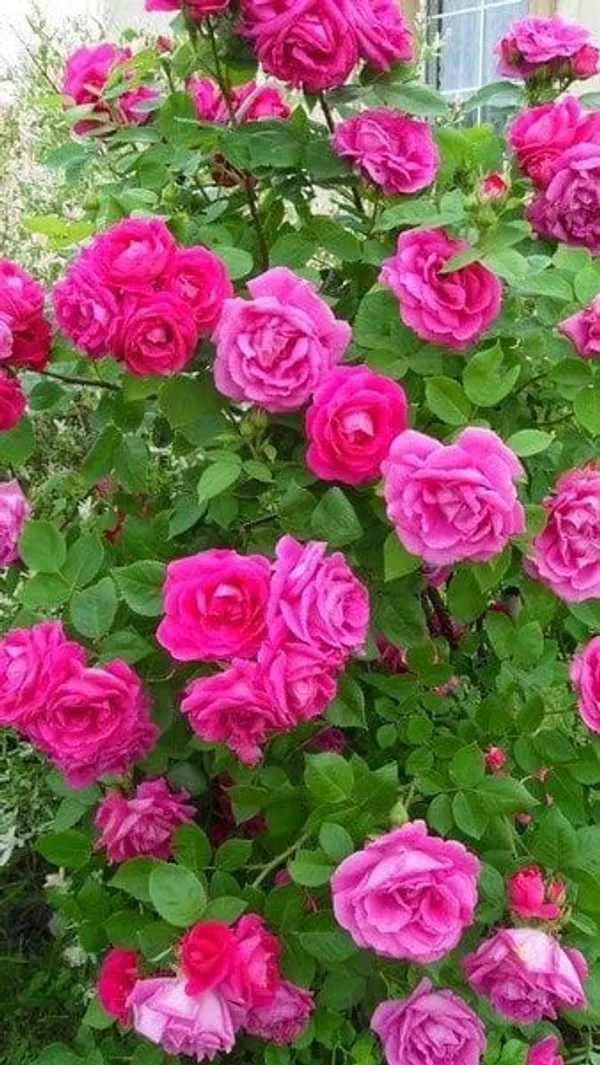 Unique_Rose_Combo_Pack_Of_4_🌹🌷🌹🌷(1.5-2_Feet_Height)