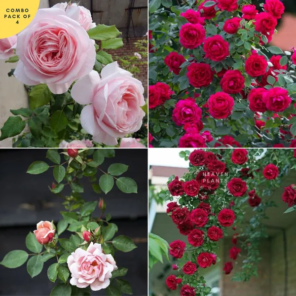 Unique_Rose_Combo_Pack_Of_4